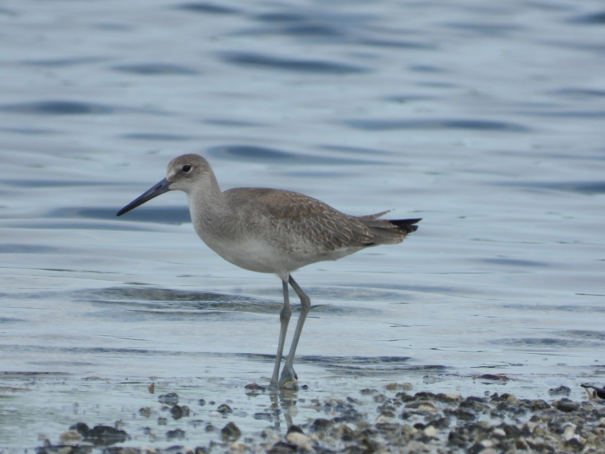 Willet (Western) - ML622980568