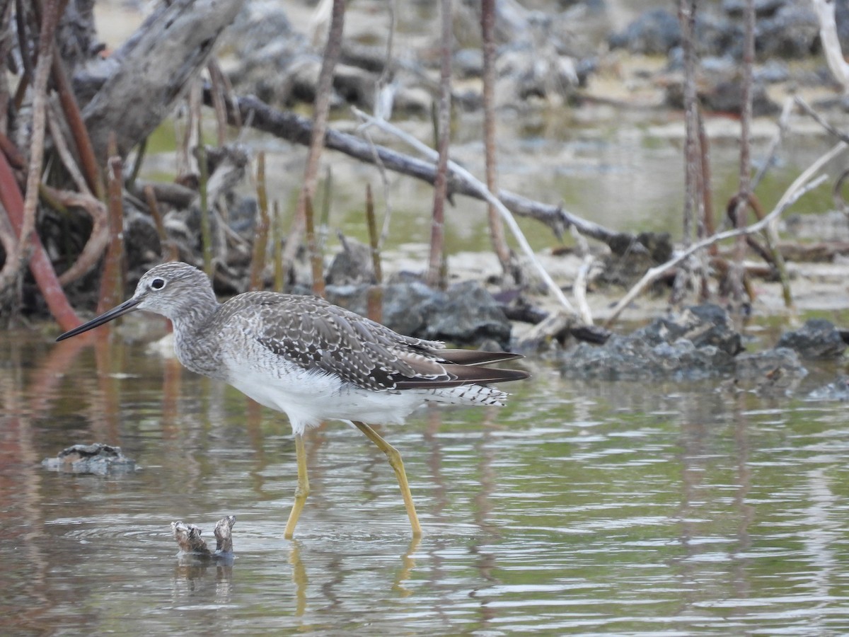 Greater Yellowlegs - ML622980575