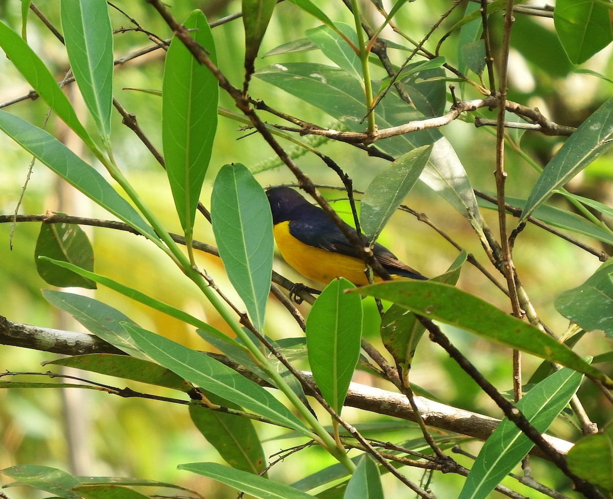 Yellow-throated Euphonia - ML622980583