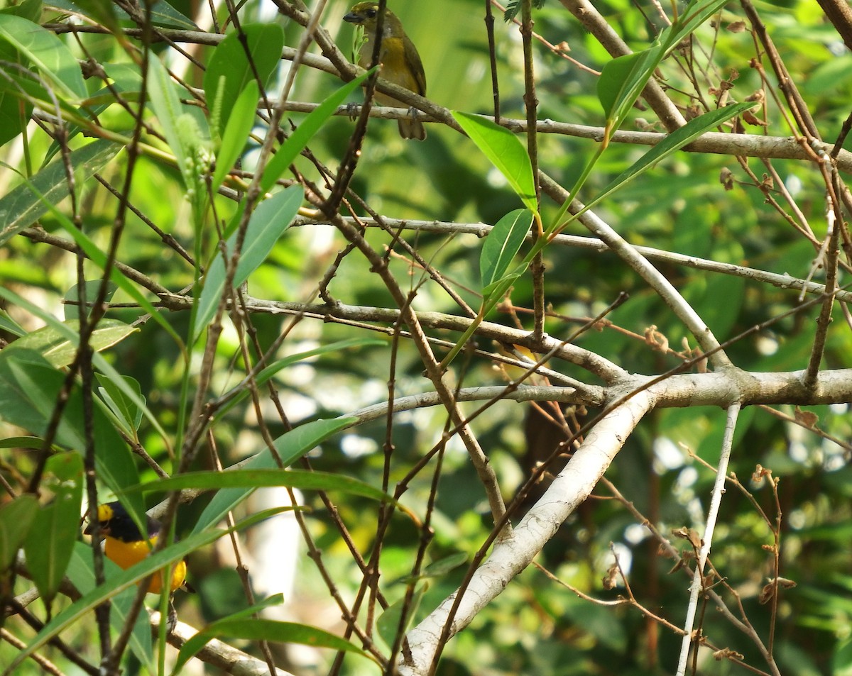 Yellow-throated Euphonia - ML622980584