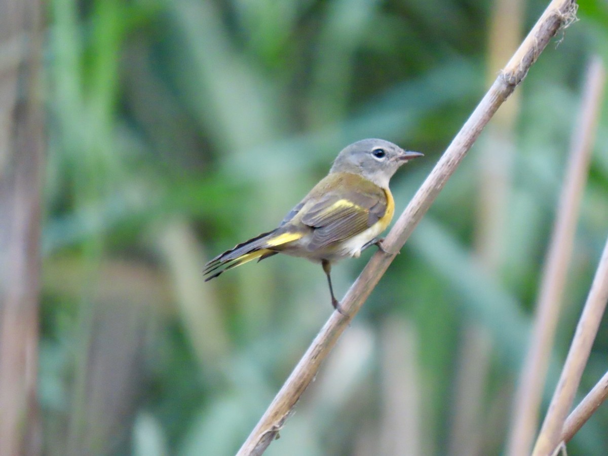 American Redstart - ML622980619