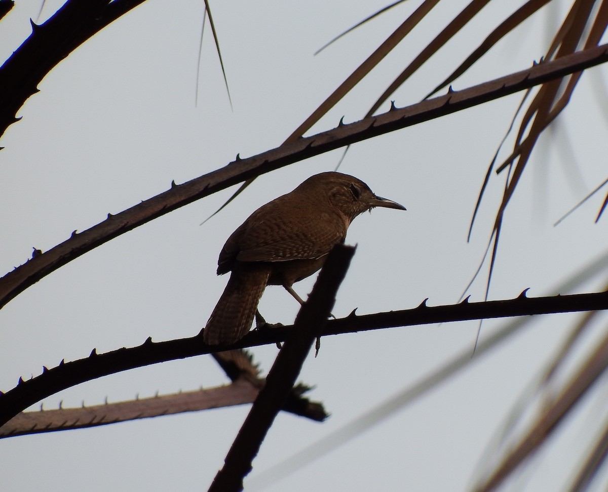 House Wren - Nicholas Sly