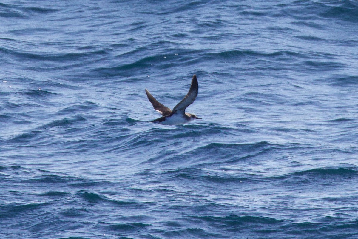 Manx Shearwater - ML622980651