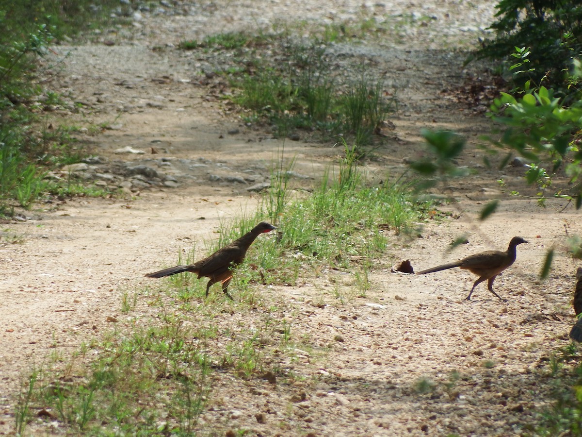 Plain Chachalaca - ML622980654