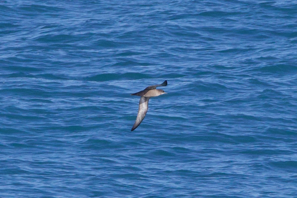 Short-tailed Shearwater - ML622980691