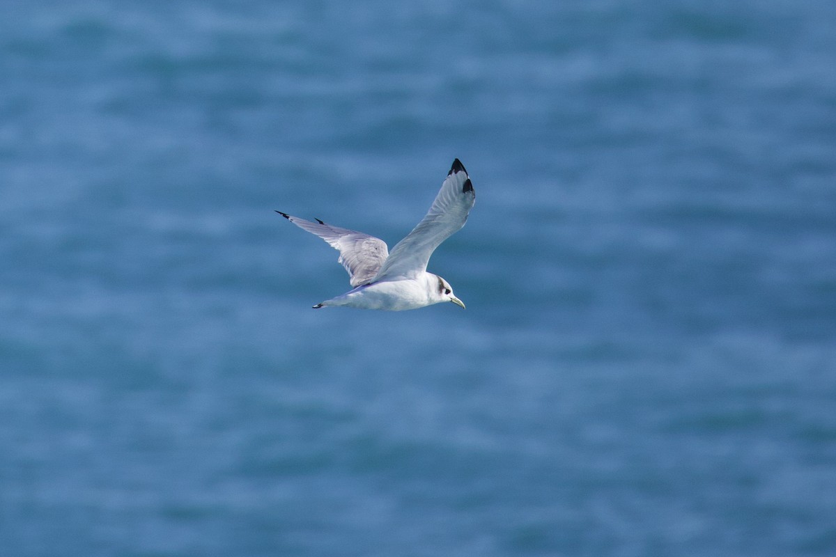 Black-legged Kittiwake - ML622980713