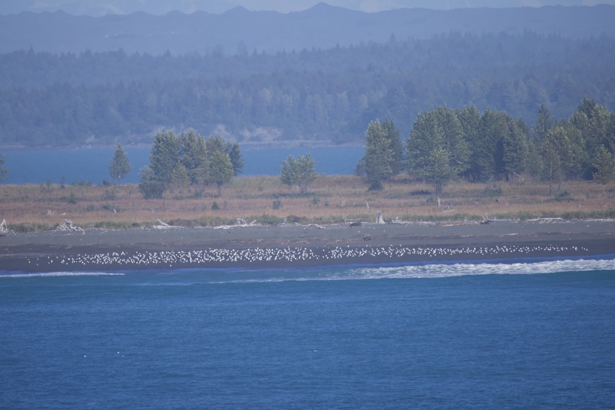 Black-legged Kittiwake - ML622980844