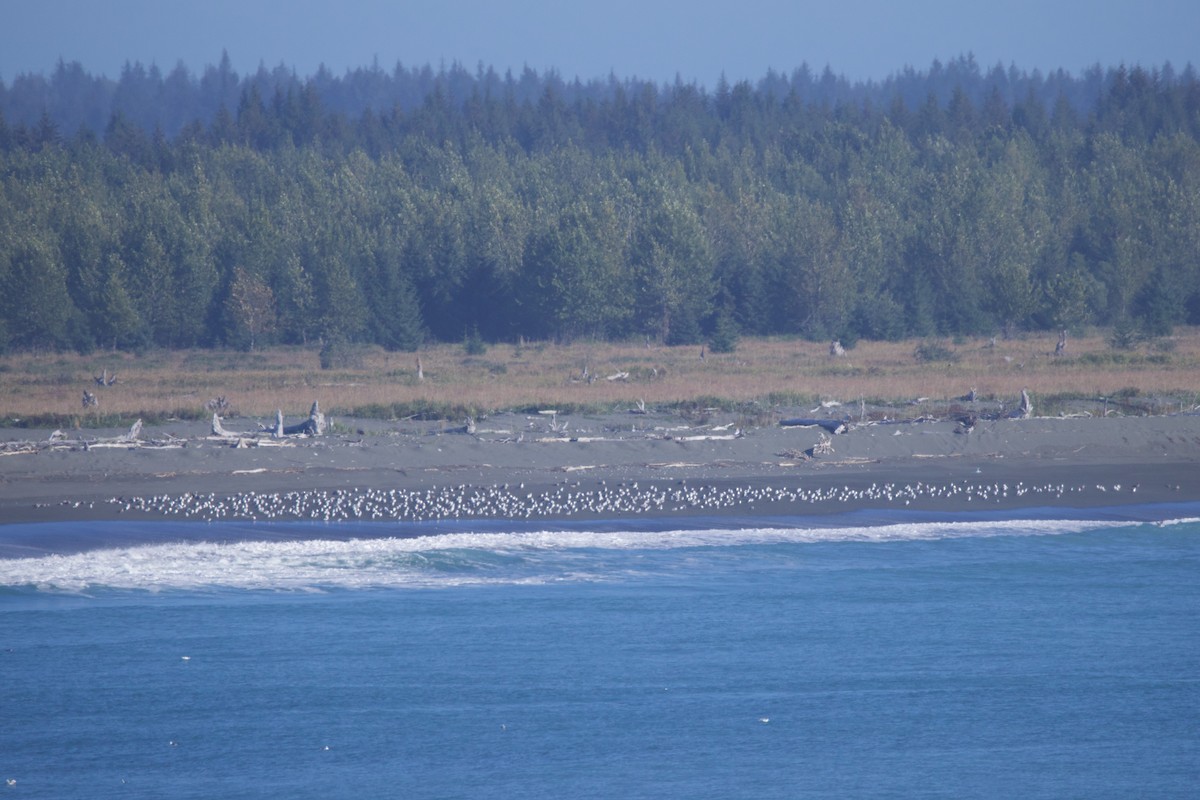 Black-legged Kittiwake - ML622980863