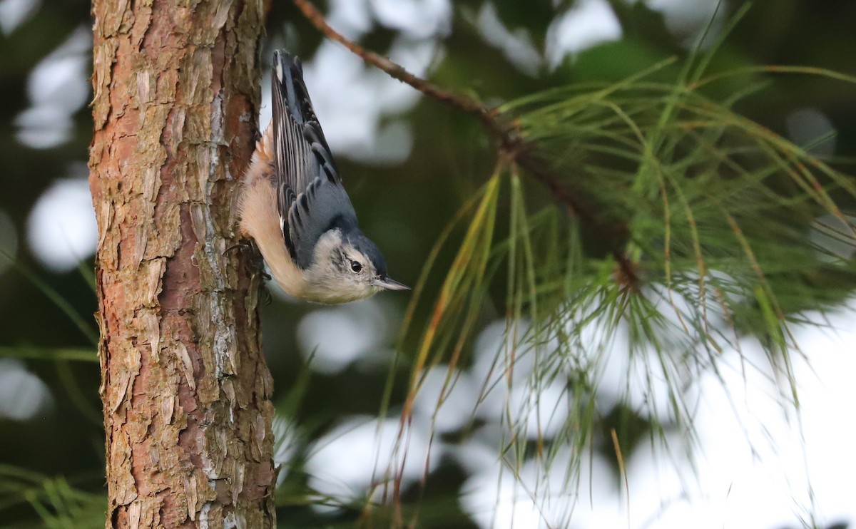 ムナジロゴジュウカラ（carolinensis） - ML622980866