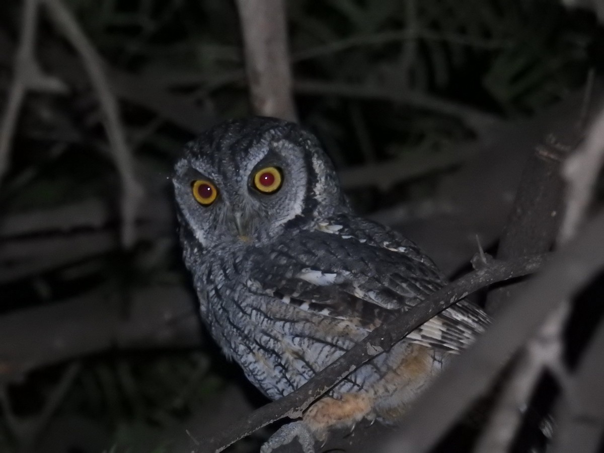 Tropical Screech-Owl - ML622980873