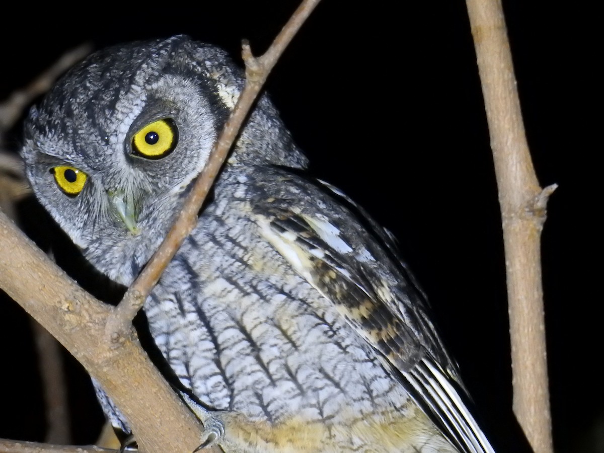 Tropical Screech-Owl - ML622980875