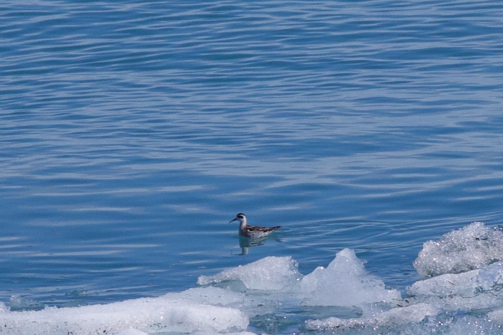 Red-necked Phalarope - ML622980894