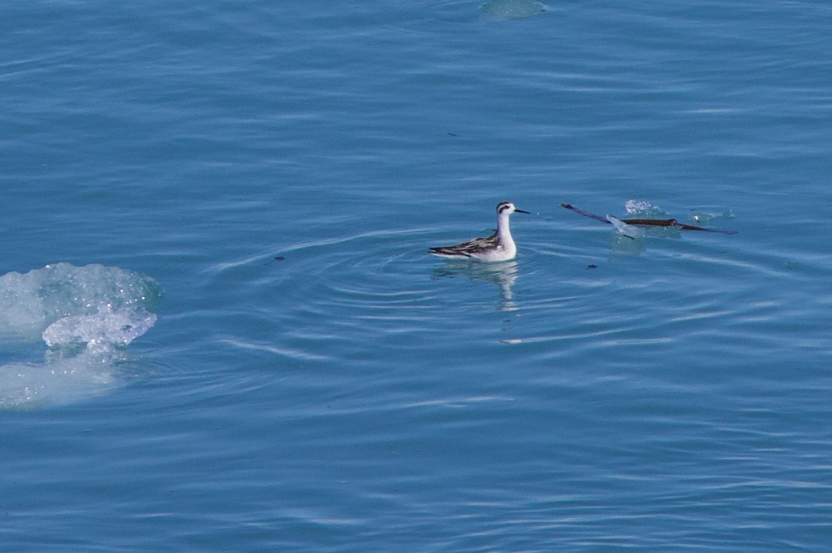 Red-necked Phalarope - ML622980900