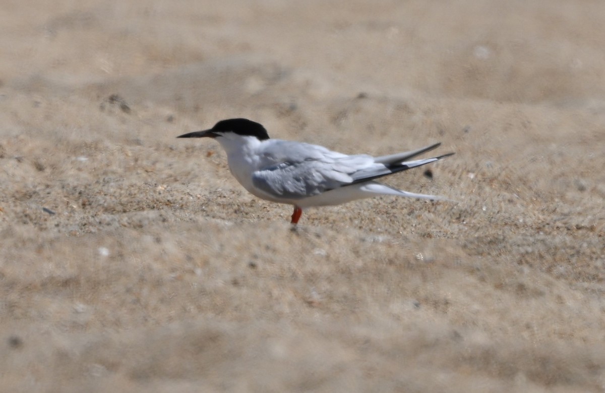 Roseate Tern - ML622980946