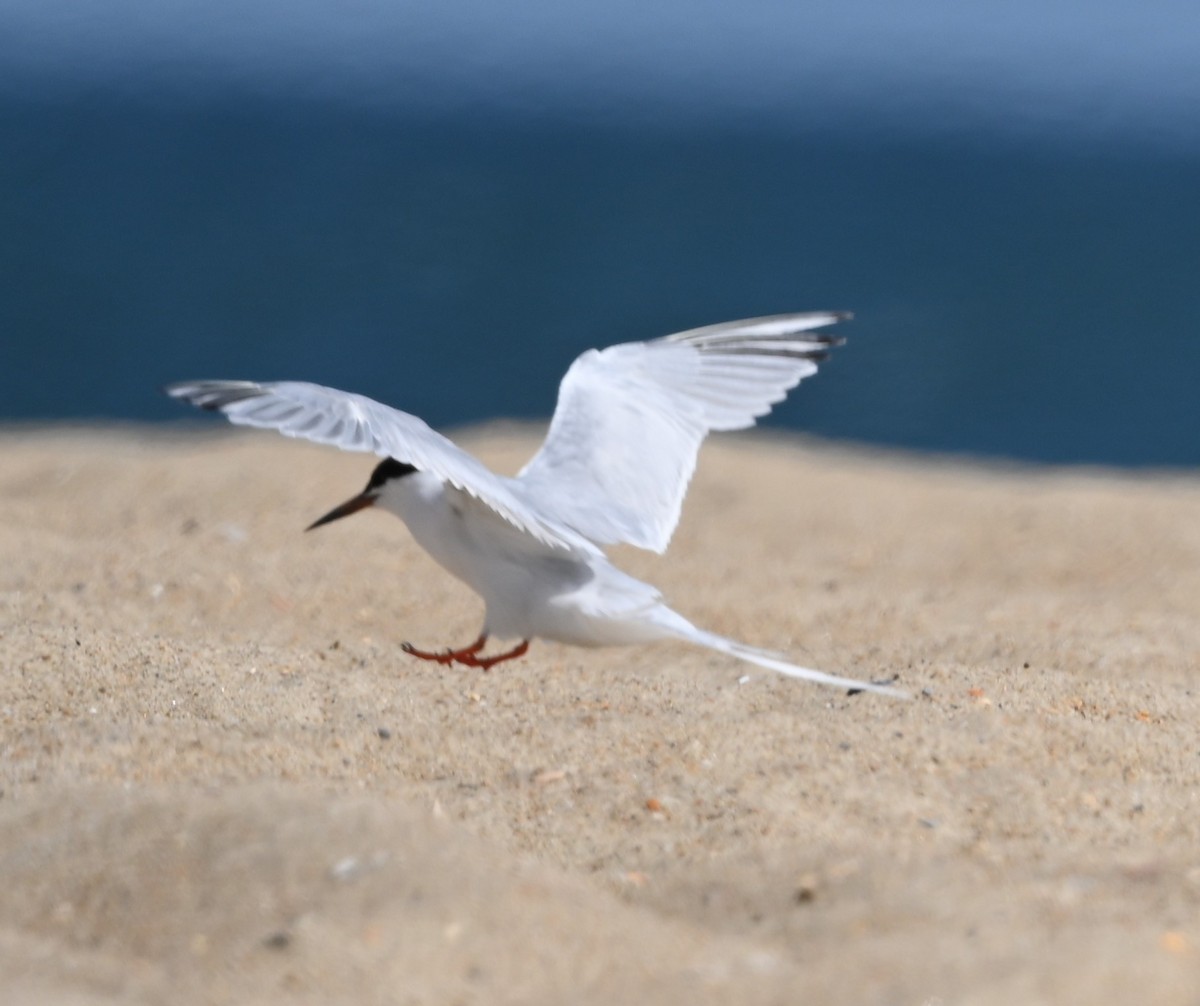 Roseate Tern - ML622980947