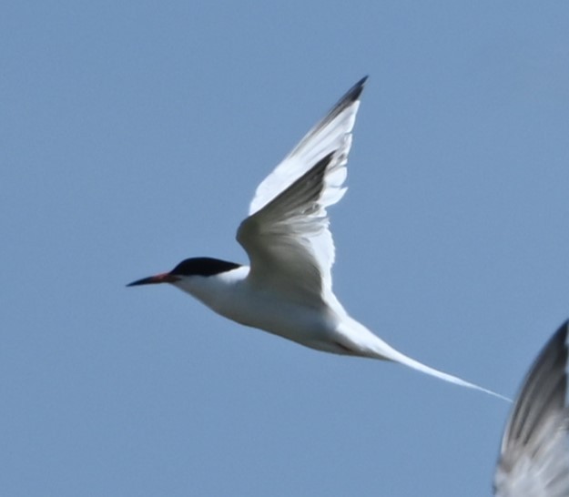 Roseate Tern - ML622980948