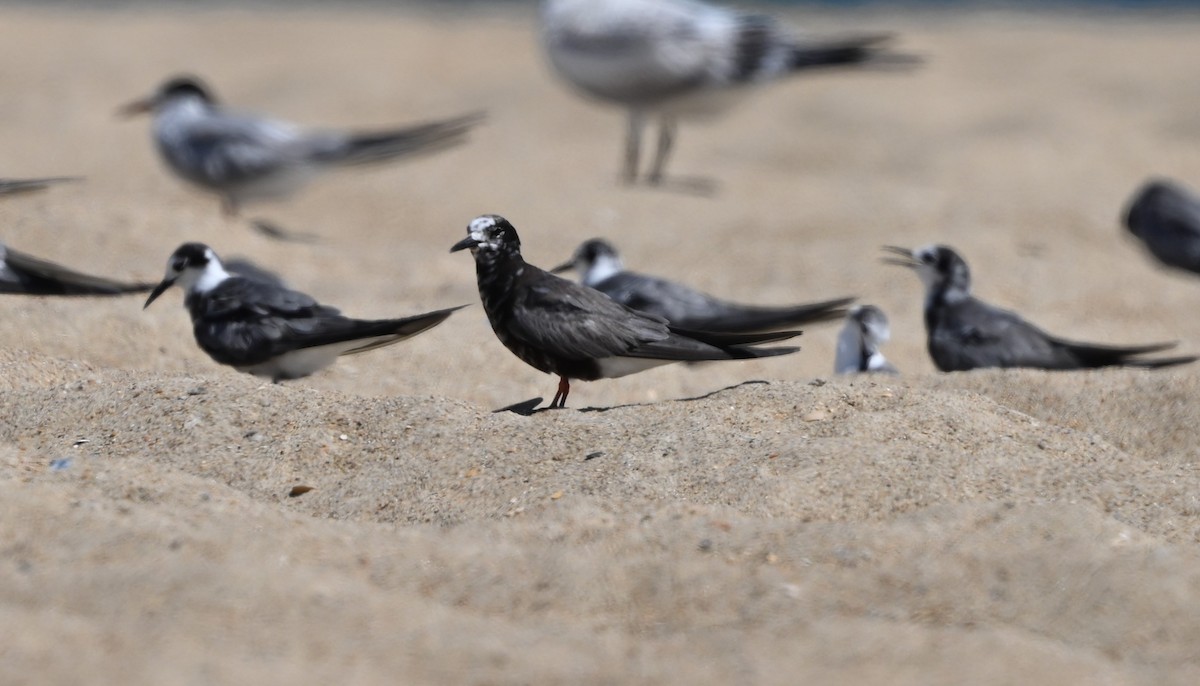 Black Tern - ML622980986