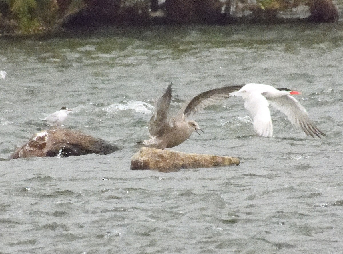 Caspian Tern - ML622981142