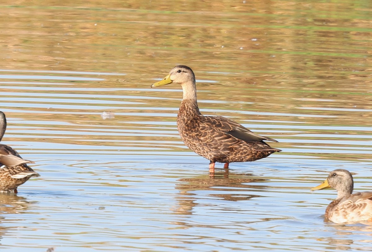 Mottled Duck - ML622981181