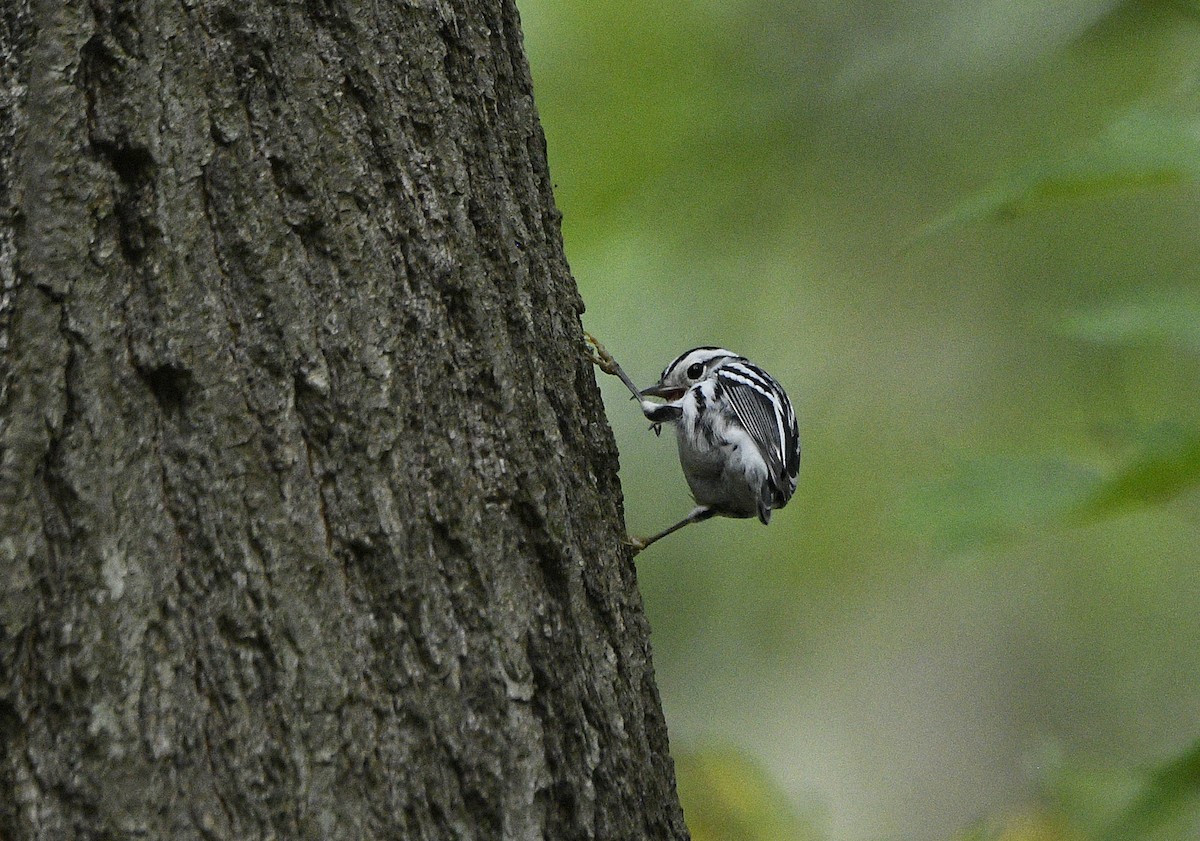 Black-and-white Warbler - ML622981240