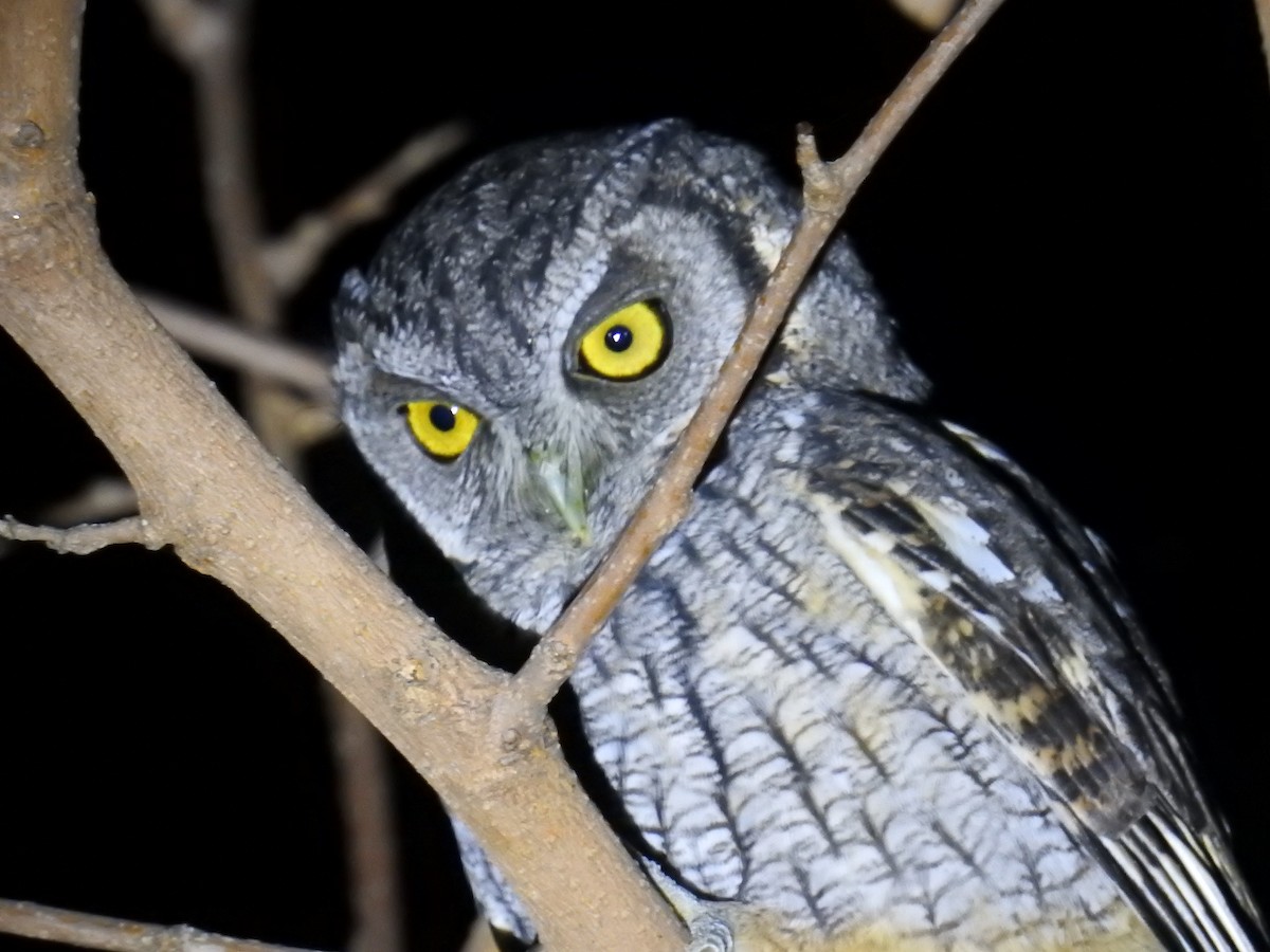 Tropical Screech-Owl - ML622981243