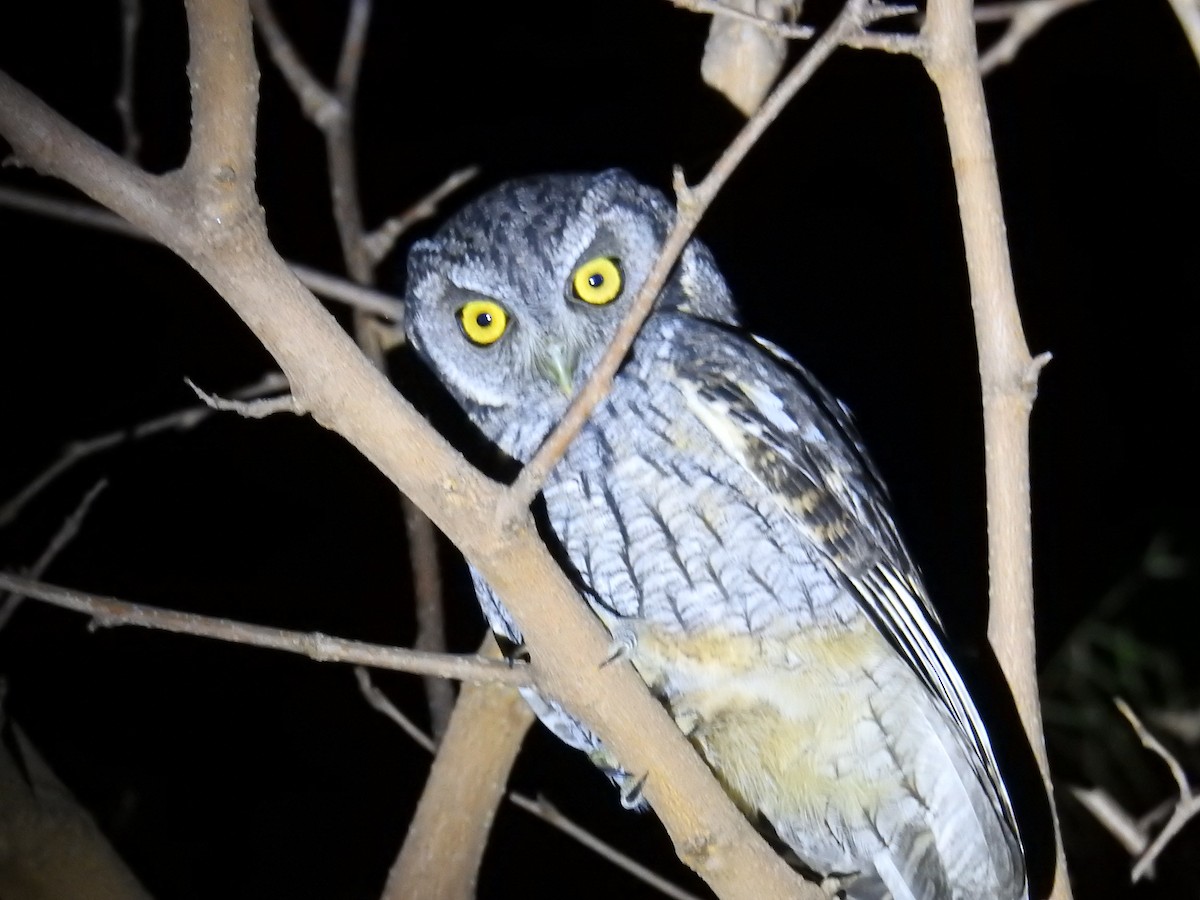 Tropical Screech-Owl - ML622981248