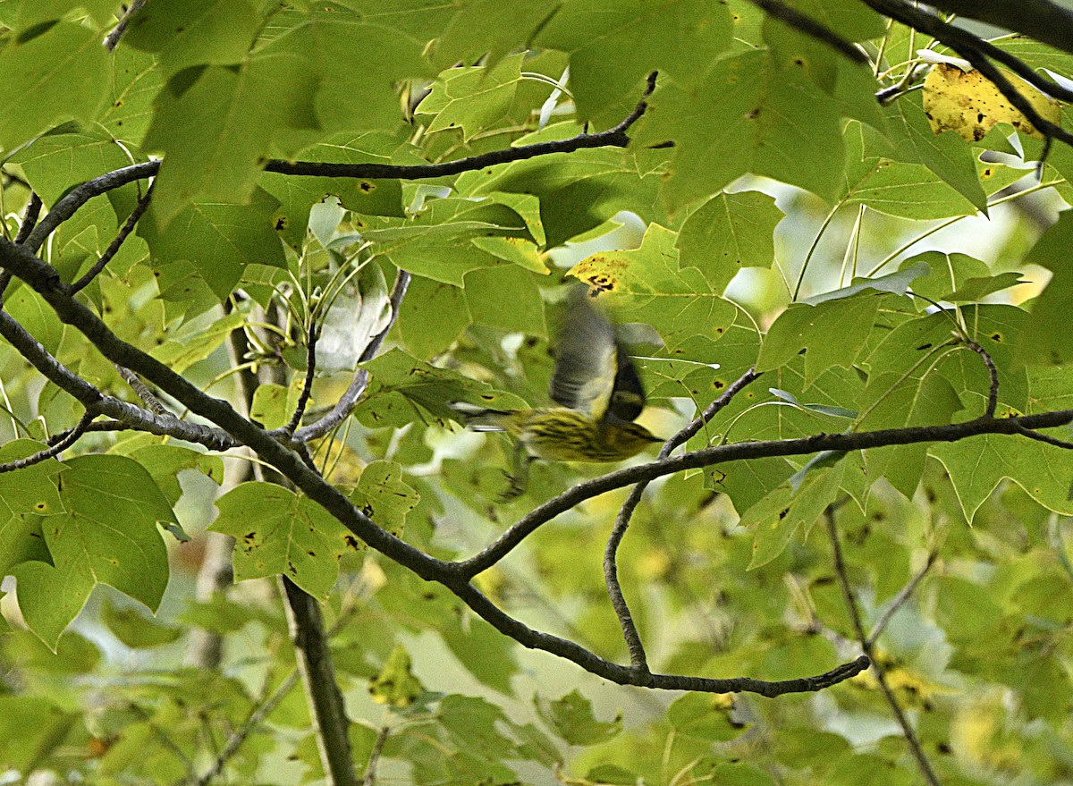 Paruline tigrée - ML622981249