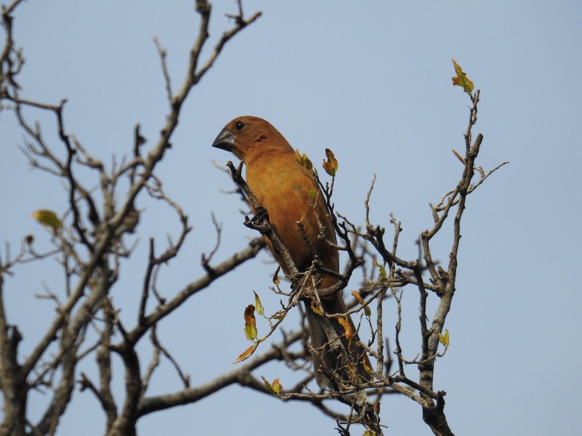 Ultramarine Grosbeak - ML622981277