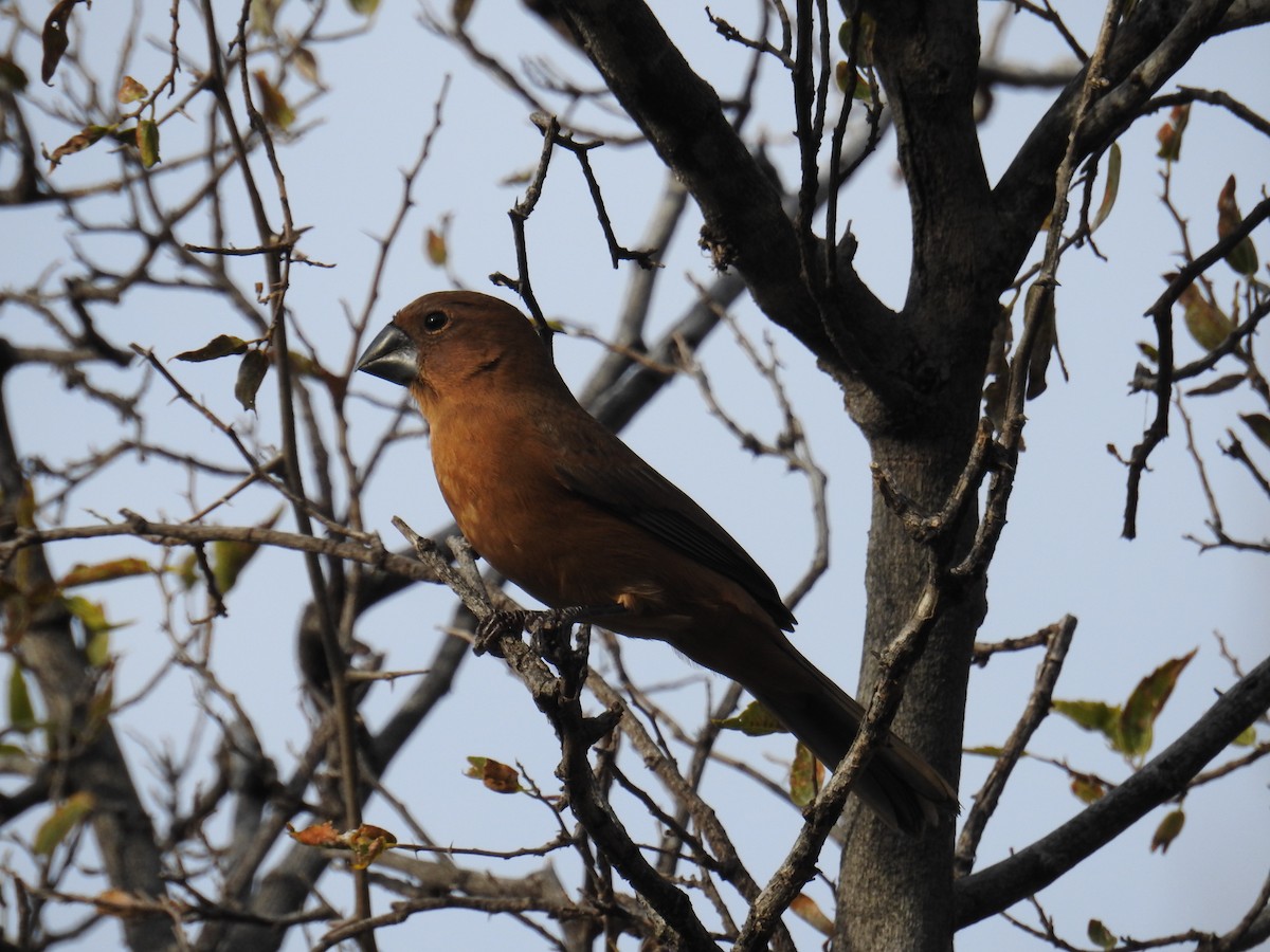 Ultramarine Grosbeak - ML622981278