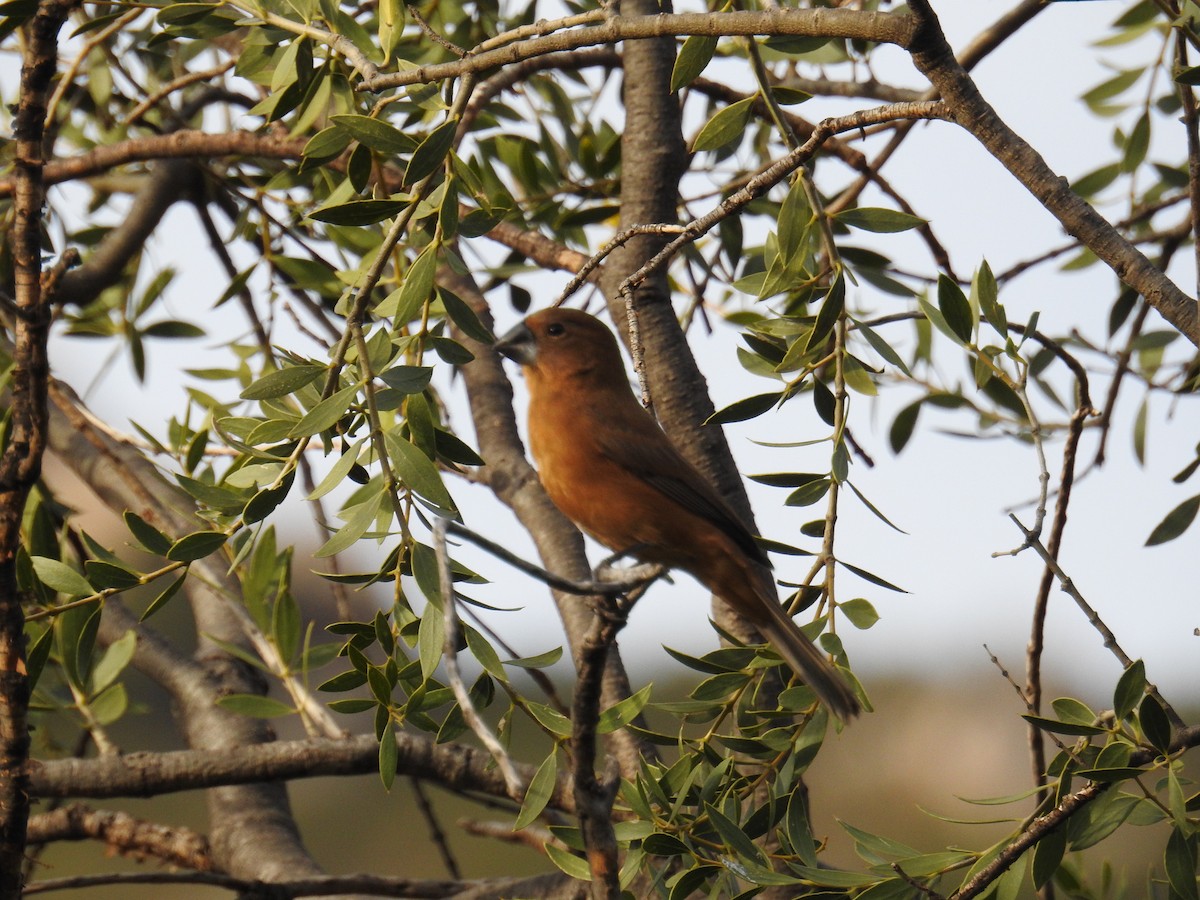 Ultramarine Grosbeak - ML622981279
