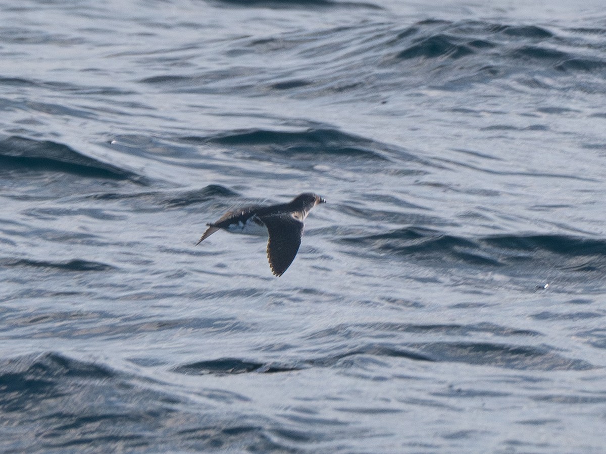 Common Diving-Petrel - ML622981323