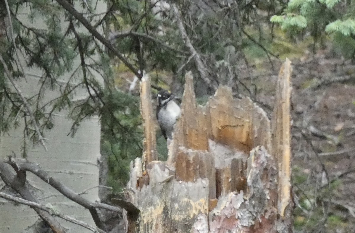 American Three-toed Woodpecker - ML622981324