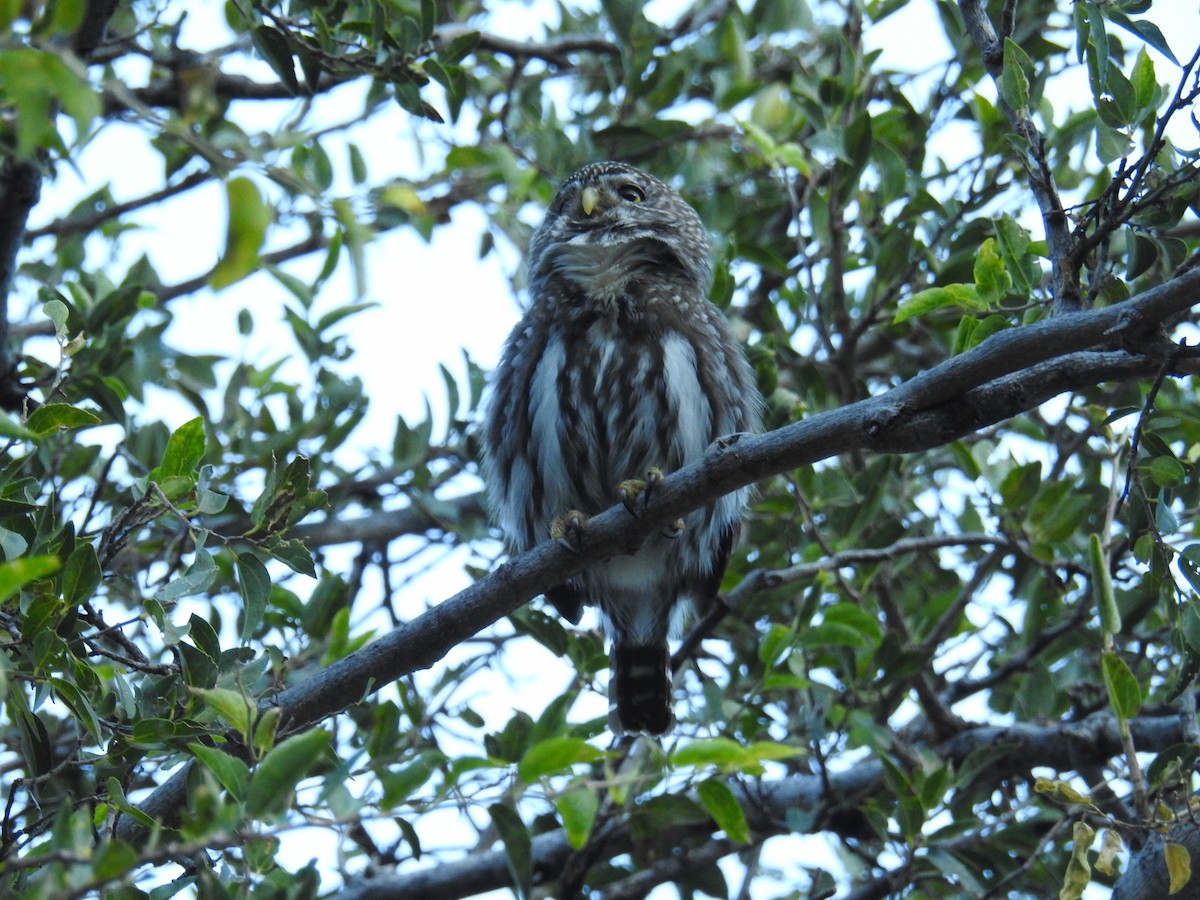 Ferruginous Pygmy-Owl - ML622981335