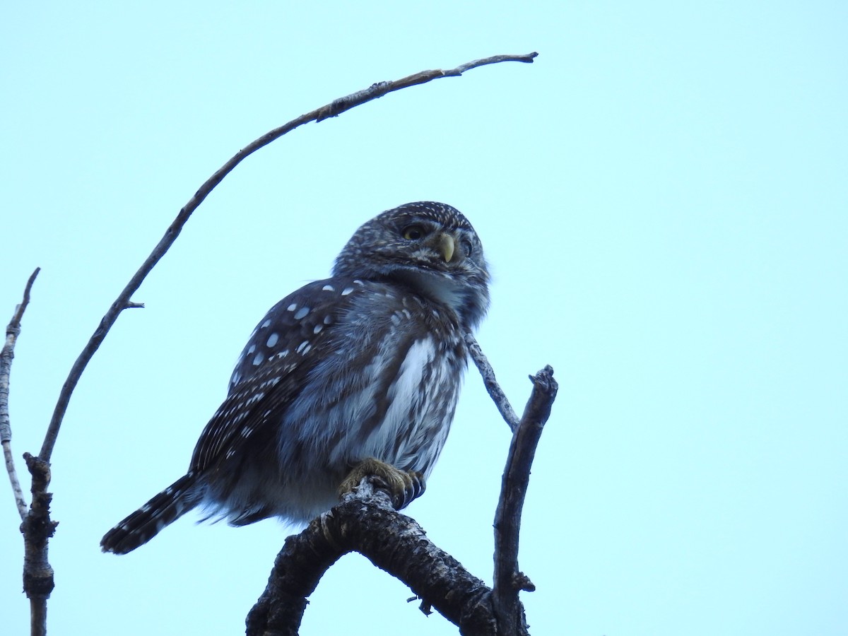 Ferruginous Pygmy-Owl - ML622981336