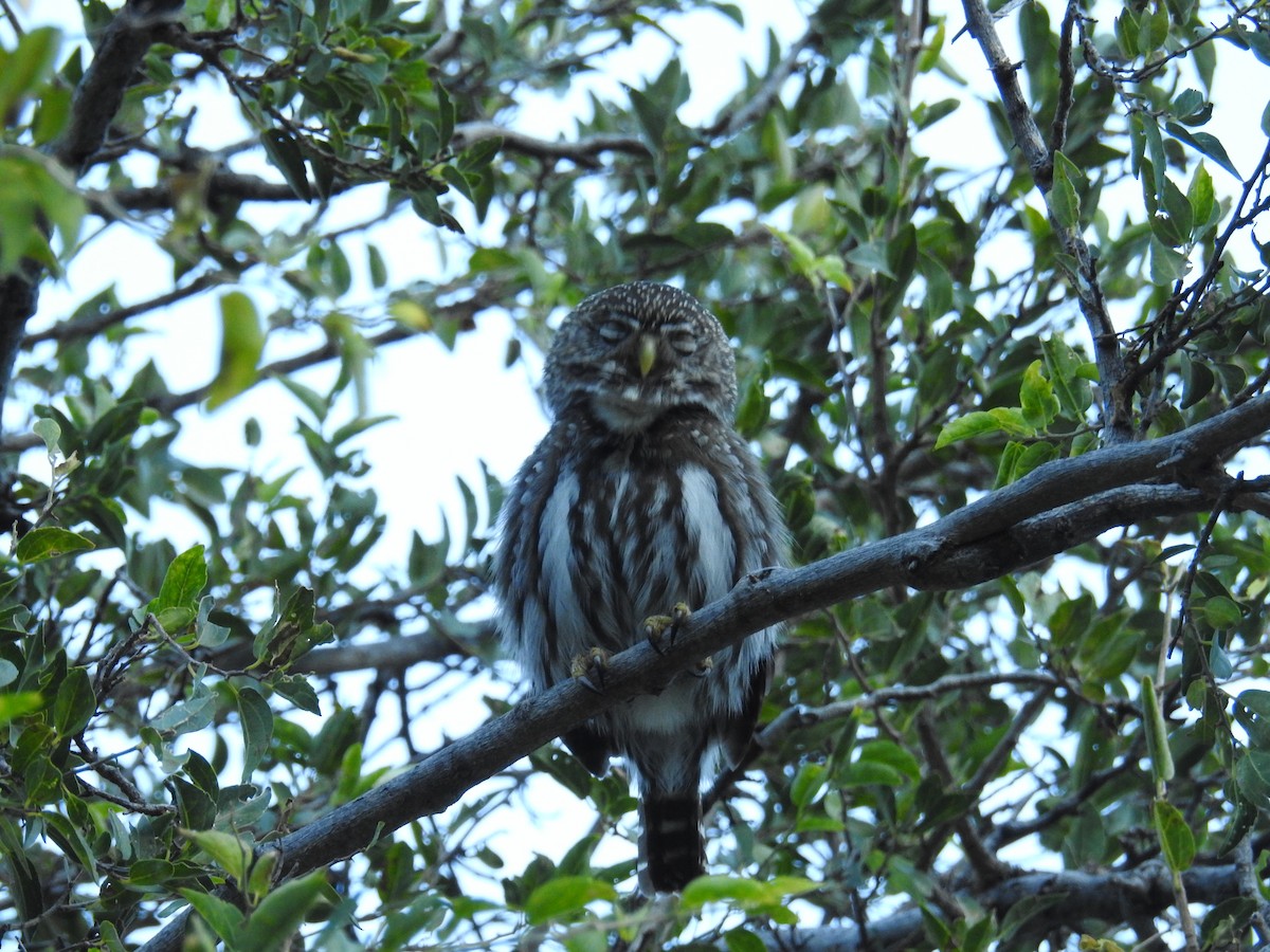 Ferruginous Pygmy-Owl - ML622981337