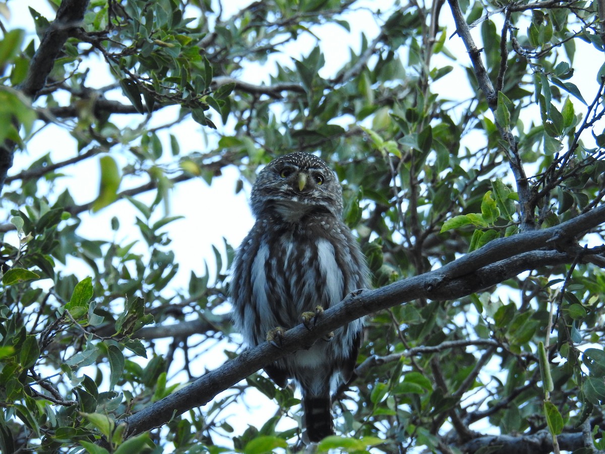 Ferruginous Pygmy-Owl - ML622981338