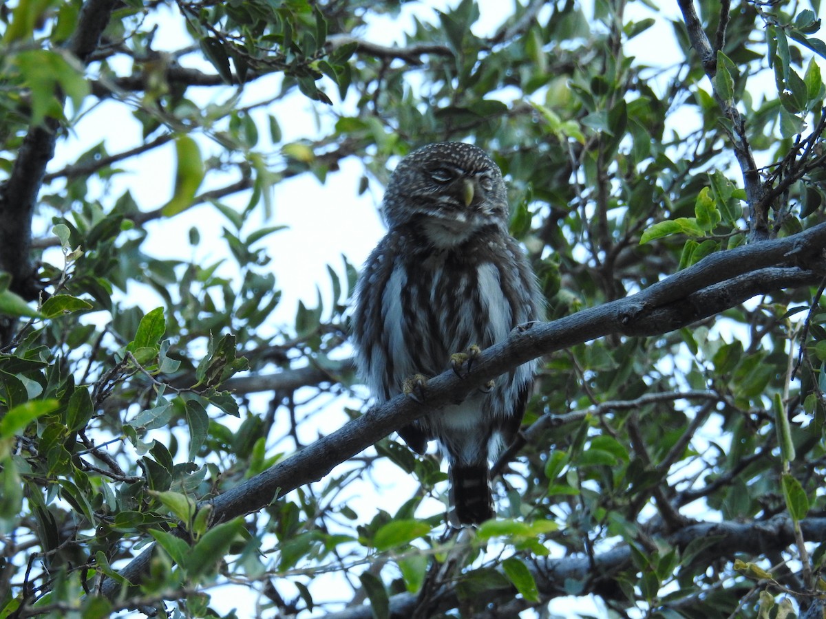 Ferruginous Pygmy-Owl - ML622981339