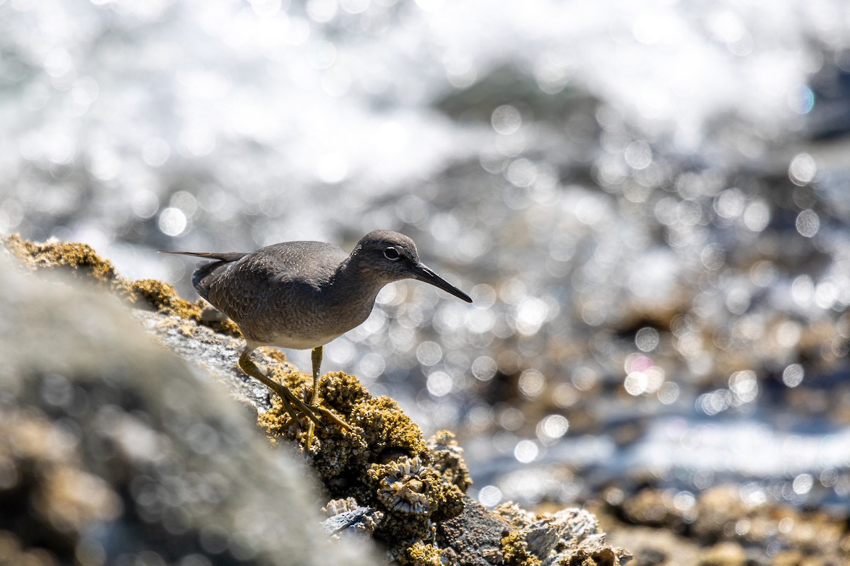 Wandering Tattler - ML622981368