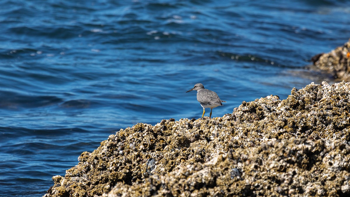 Wandering Tattler - ML622981369