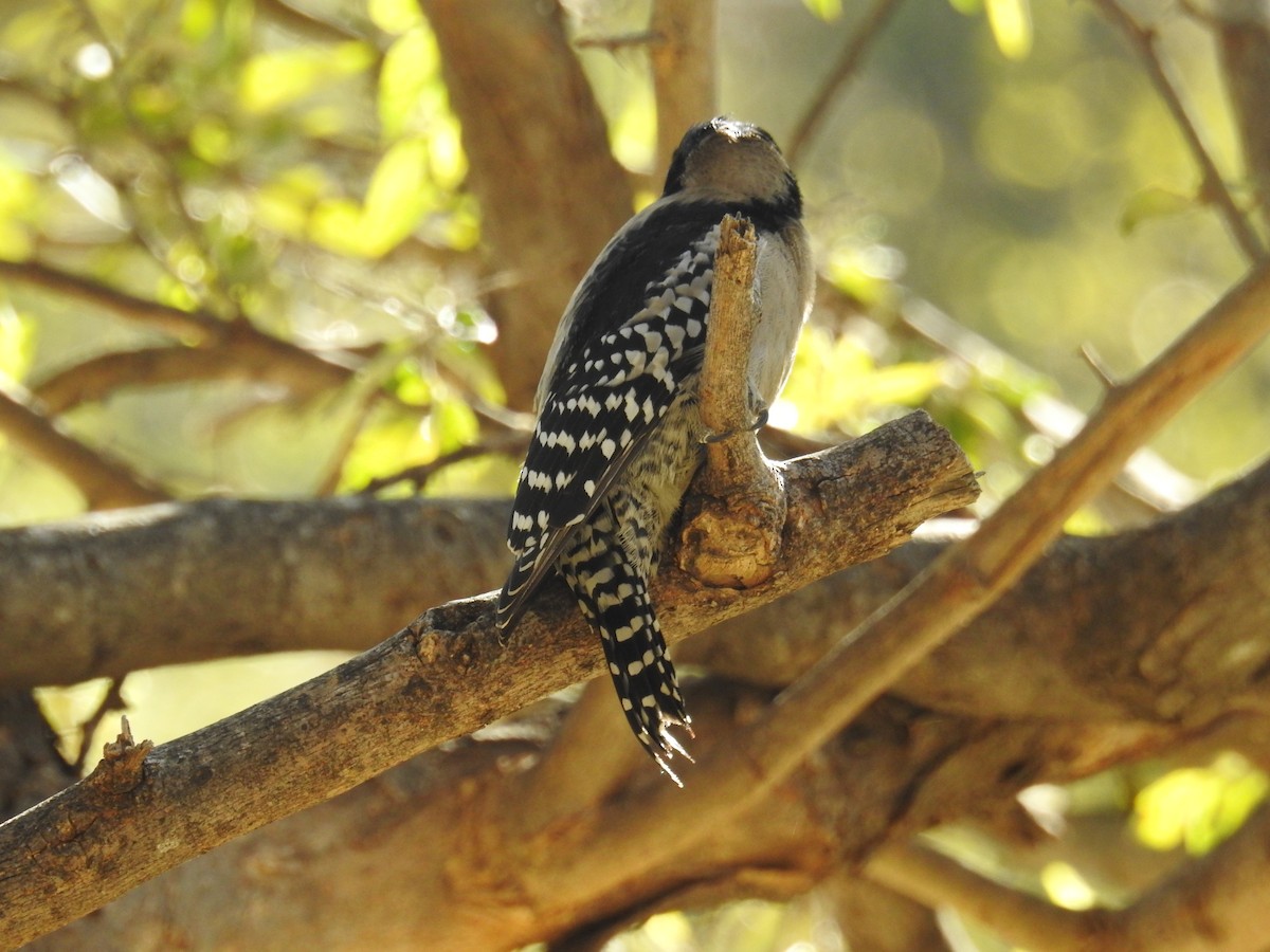 White-fronted Woodpecker - ML622981370