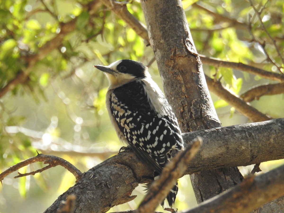 White-fronted Woodpecker - ML622981371