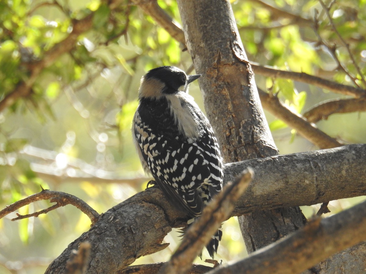White-fronted Woodpecker - ML622981373