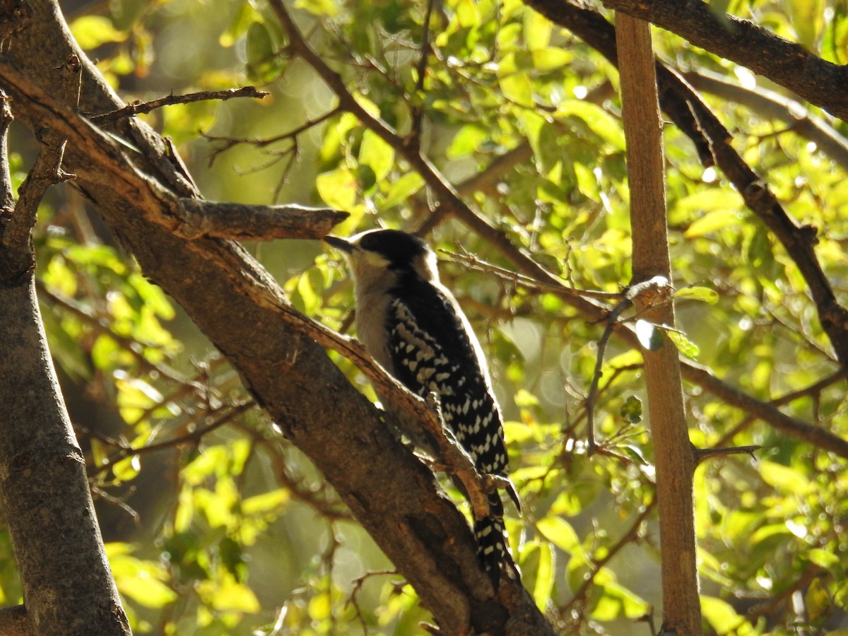White-fronted Woodpecker - ML622981374