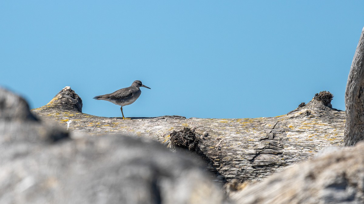 Wandering Tattler - ML622981376