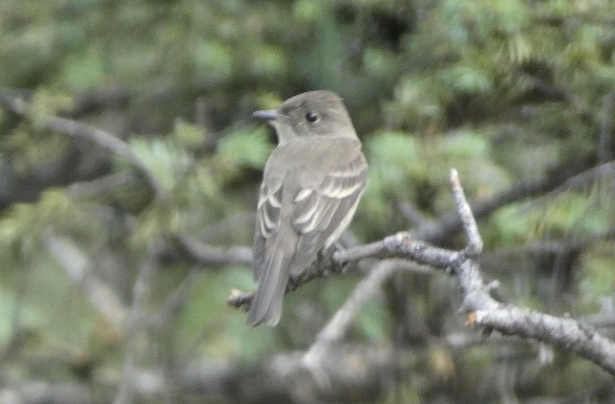 Western Wood-Pewee - Kirra Loves Cats