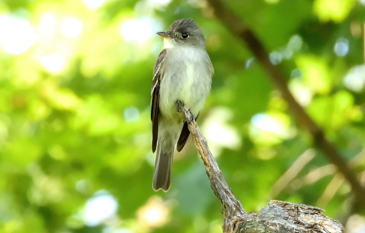 Eastern Phoebe - Bernard Tremblay