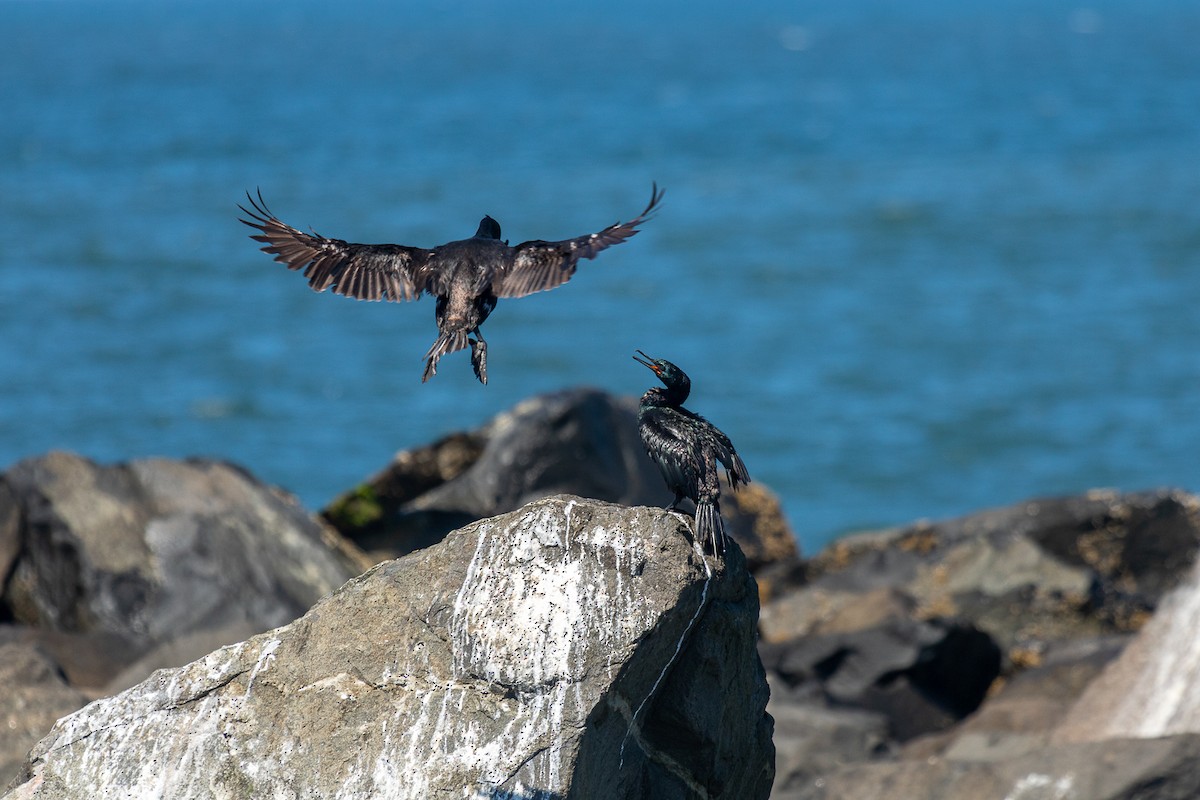 Pelagic Cormorant - ML622981410