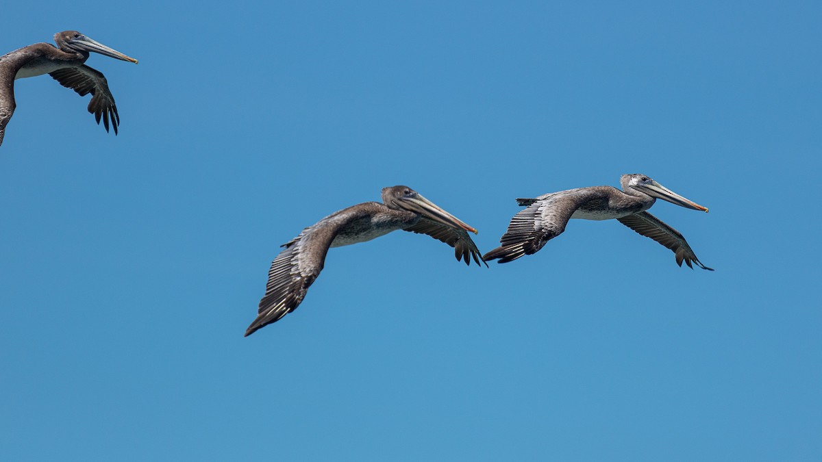 Brown Pelican - ML622981414