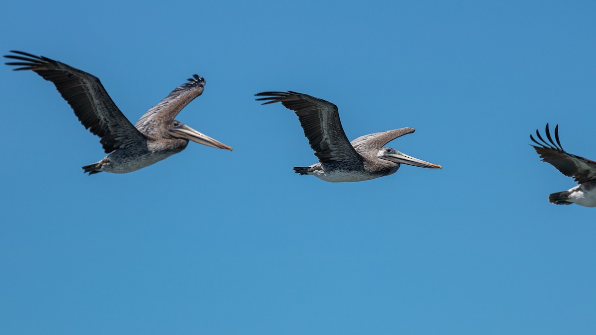 Brown Pelican - ML622981415