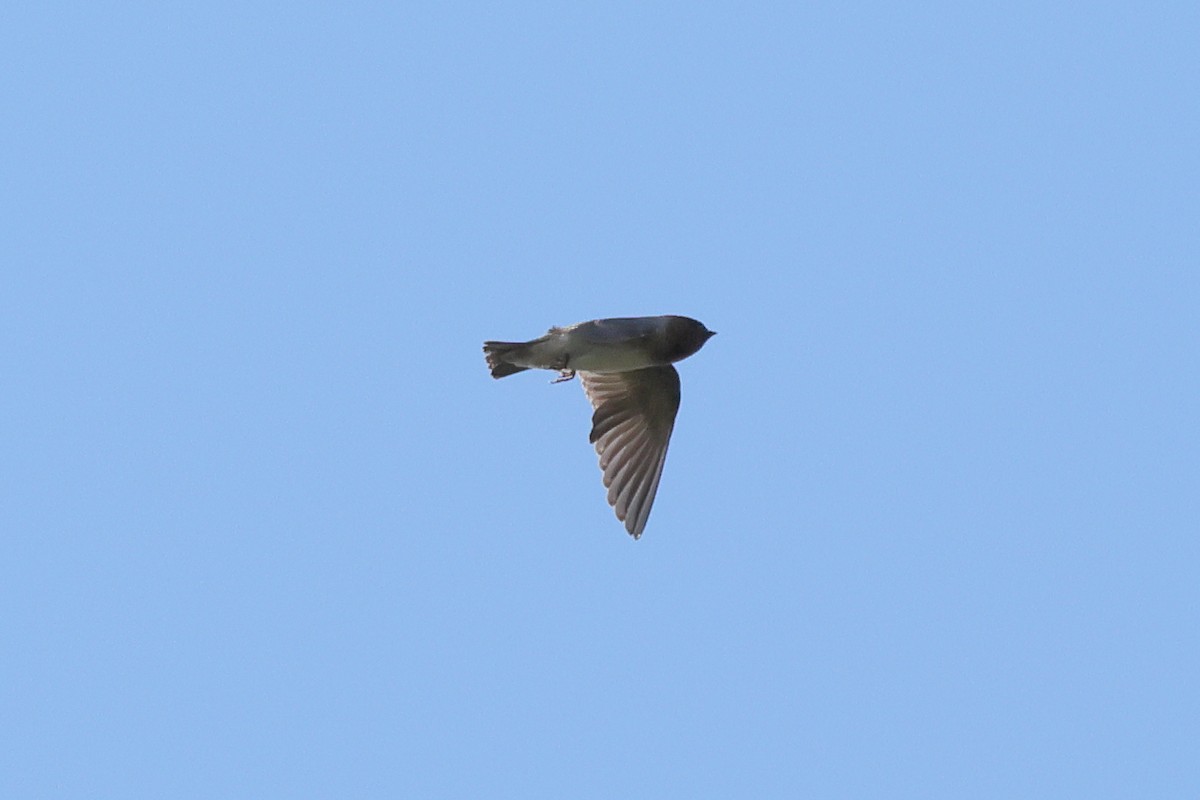 Cliff Swallow - ML622981431